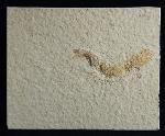 Leptolepides sprattiformis (BLAINVILLE 1818) - Bild © FossNet FossilienStore